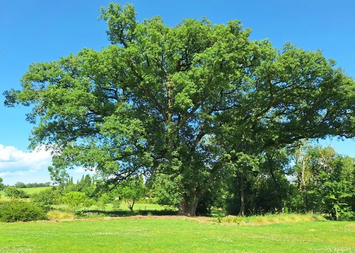 Nocleg ze śniadaniem Le Domaine De Rigou 3*